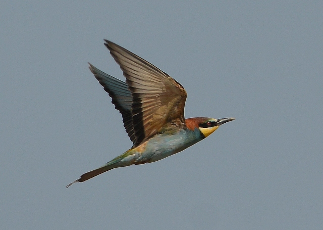 European Bee Eater
